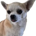 Siru