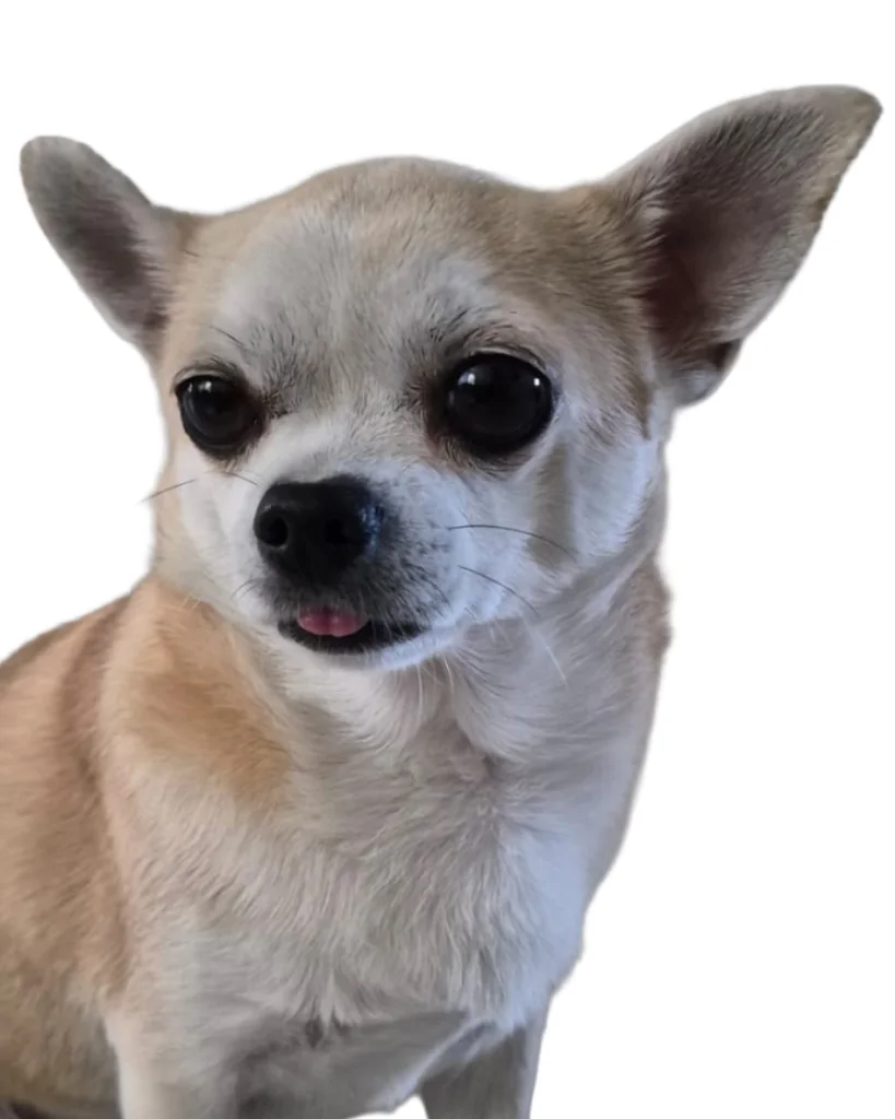 Siru